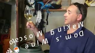 Making Moscato Wine  a quick summary [upl. by Estell877]