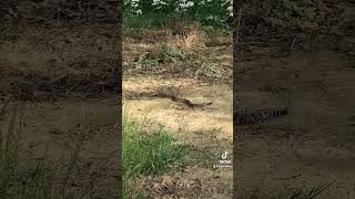 The rattlesnake was not harmed It was a BB that was empty snake rattlesnakes hunting [upl. by Annyrb387]