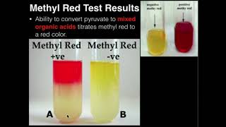 Microbiology Methyl Red Test [upl. by Ube]