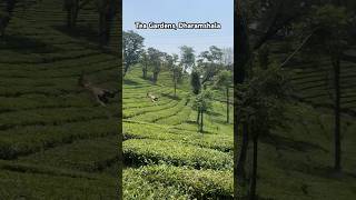 Beautiful Tea Gardens in Dharamshala Himachal Pradesh  Stunning Views beautifulviews teagardens [upl. by Anihpled]