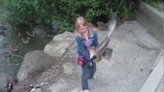 Girl Grabs Goose [upl. by Schmitz]