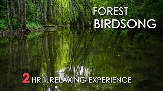 Forest Birdsong  Relaxing Nature Sounds  Birds Chirping  REALTIME  NO LOOP  2 Hours  HD 1080p [upl. by Heisser375]