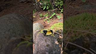 These Spotted Tussock Moth Catapillars were all over the place in Maine [upl. by Llednol]