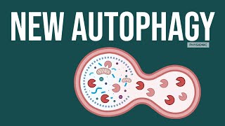 POD A New Mechanism of Autophagy in Mitochondria [upl. by Susann]