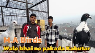 MA Birds wale bhai ne pakada Kabutar  Location Haiderpur  Delhi [upl. by Sirak]