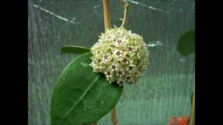 Just the Flowers Maam Hoya parasitica [upl. by Elvin]