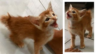 Angry Kitten Meowing Loudly And Screaming For 6 Minutes Wants Attention  Anak Kucing  Cute Cats [upl. by Morten]