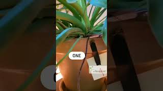 Cutting Aerial Roots 2 Philodendron Selloum [upl. by Luanni]