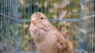 Most Beautiful Canary Biird Singing Training Training Song For Canaries HD [upl. by Gregson602]