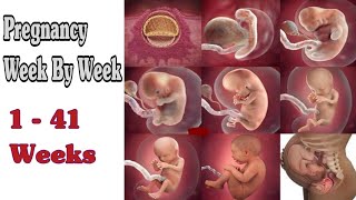 Pregnancy Week By Week  1  41 Weeks Fetal Developments [upl. by Ailat]