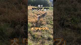 柴犬 ジャンプ 野良猫捜索中 柴犬 ハスキー 柴犬ライフ 猫 野良猫 会話 子犬 [upl. by Tdnarb]