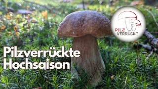 Riesige Artenvielfalt in der Hochsaison Steinpilz Marone und vieles mehr [upl. by Lleihsad]