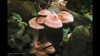 Shiitake Mushroom Growing Timelaspe  椎茸 56 [upl. by Africah900]