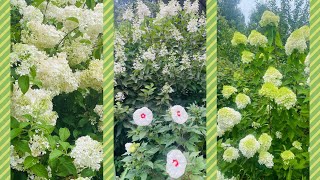 Panicle Hydrangeas in Bloom Limelight  Strawberry Vanilla  Pinky Winky [upl. by Baird]