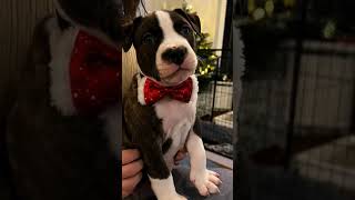 puppy pitbull pets staffordshireterrier bullybreed doglover staffy cute puppies puppylife [upl. by Riannon36]