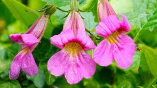 Rehmannia  the AntiDiabetic Neuroprotective TCM Herb [upl. by Alguire]