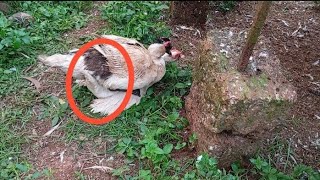 muscovy duck so happy my home🥰part 1 [upl. by Lynda]