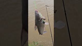 Pesca pesca lago fishing pesca catfish [upl. by Erl]