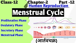 menstrual cycle and pregnancy  menstrual cycle anatomy and physiology  human reproduction [upl. by Notyard]