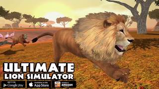 Furious Lioness VS Angry Elderly Lion Boss Ultimate lion Simulator [upl. by Ssalguod]