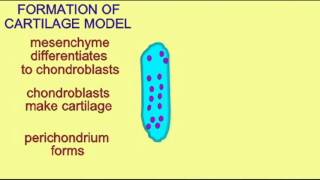 BONE TISSUE ENDOCHONDRAL OSSIFICATION 1 [upl. by Ronym]