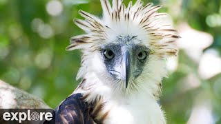 Philippine Eagles Cam powered by EXPLOREorg [upl. by Ainesy]