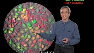 Microscopy Fluorescent Protein Indicators Roger Tsien [upl. by Firooc]