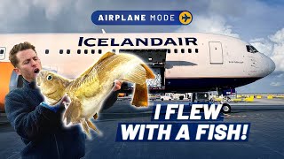 How Icelandair delivers fish from sea to plate in 36hrs [upl. by Malonis]