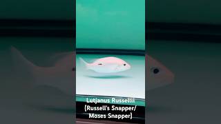 Lutjanus Russellii Russells SnapperMoses Snapper [upl. by Meridith101]