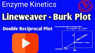 ENZYME KINETICS  Lineweaver  Burk Plot [upl. by Recneps594]