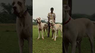 Chennai Bully Kutta doglover bullykutta rottweilerlove pets trending viralvideo youtubeshorts [upl. by Ertnod275]