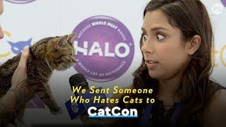 We Sent Someone Who Hates Cats to Cat Con [upl. by Ecirb11]