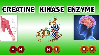 CREATINE KINASE Enzyme  Clear Over View [upl. by Acinod254]