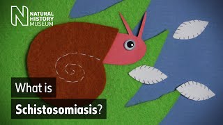 Schistosomiasis how does this neglected tropical disease spread  Natural History Museum [upl. by Marcia725]