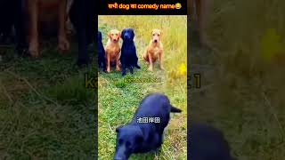 सभी dog का comedy name😂trendingshorts shortfeed comedy shortsviral [upl. by Shannen]