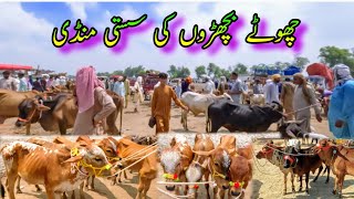 Zero Size Bachra Price In Pakistan  Sahiwal Cholistani Bachra Farming  Luddan Cattle Market [upl. by Erinna]