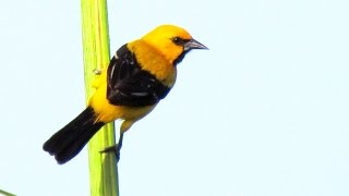 Birds of Suriname [upl. by Ayamat]