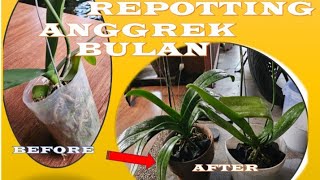 Cara repotting anggrek bulan [upl. by Ahsilaf]