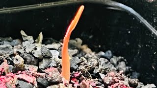 How to grow welwitschia mirabilis seed part 2 [upl. by Noitsirhc]