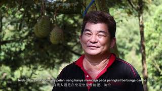 Durian Fertiliser Program  EP2  We Farm We Care [upl. by Azne]