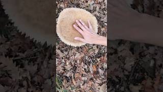 Big Macrolepiota procera  Il fungo capezzolo funghi mushroom [upl. by Ocnarfnaig]