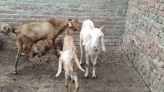 Bakri meeting video  Male And Female Goat Mating Video Mating Video [upl. by Ardelis]