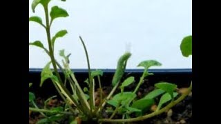 Time Lapse of a Caterpillar eating a Cardamine Plant [upl. by Shana]