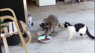 Savage Raccoon Steals Cat Food [upl. by Carly]