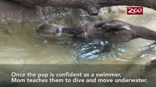 Otter Pups Swim Lesson [upl. by Ludovick154]