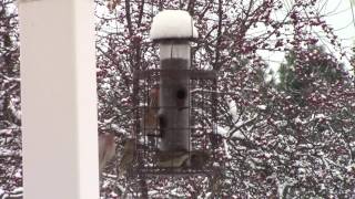 Edwardian bird feeder on a snowy day [upl. by Mika949]