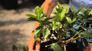 Guide to Pruning a Gardenia Bush  Garden Savvy [upl. by Singband]