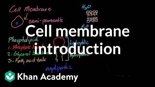 Cell membrane introduction  Cells  MCAT  Khan Academy [upl. by Iilek]