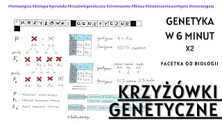 Jak robić krzyżówki genetyczne  Dziedziczenie cech  Biologia 8 Klasa  Genetyka  Lekcje online [upl. by Kluge]