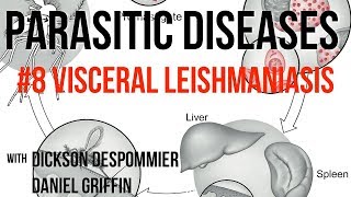 Parasitic Diseases Lectures 8 Visceral Leishmaniasis [upl. by Husch]